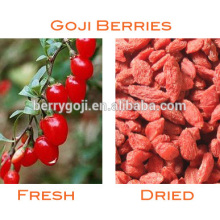 China Pure Natural Medlar/bagas-goji Food